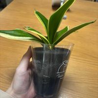 サンスべリア,水耕栽培,葉挿し,リビング・ダイニングの画像