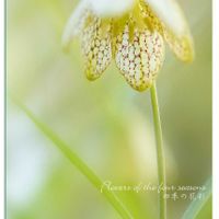 バイモ,アミガサユリ,宿根・多年草,おうち園芸,小さな庭の画像