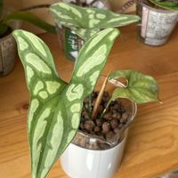 セルセスティス ミラビリス,セルセスティス ミラビリス,観葉植物,ハイドロカルチャー,サトイモ 科の画像