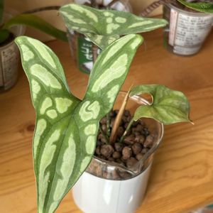 セルセスティス ミラビリス,セルセスティス ミラビリス,観葉植物,ハイドロカルチャー,サトイモ 科の画像