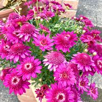 マーガレット,ボンザマーガレット ルージュピンク,マーガレットストロベリーホイップ,ボンザマーガレット　コスモスピンク,ガーデニングの画像