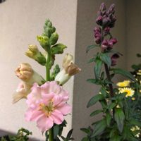 クモマグサ,キンギョソウ・トゥイニー,可愛い,ピンクの花,綺麗の画像