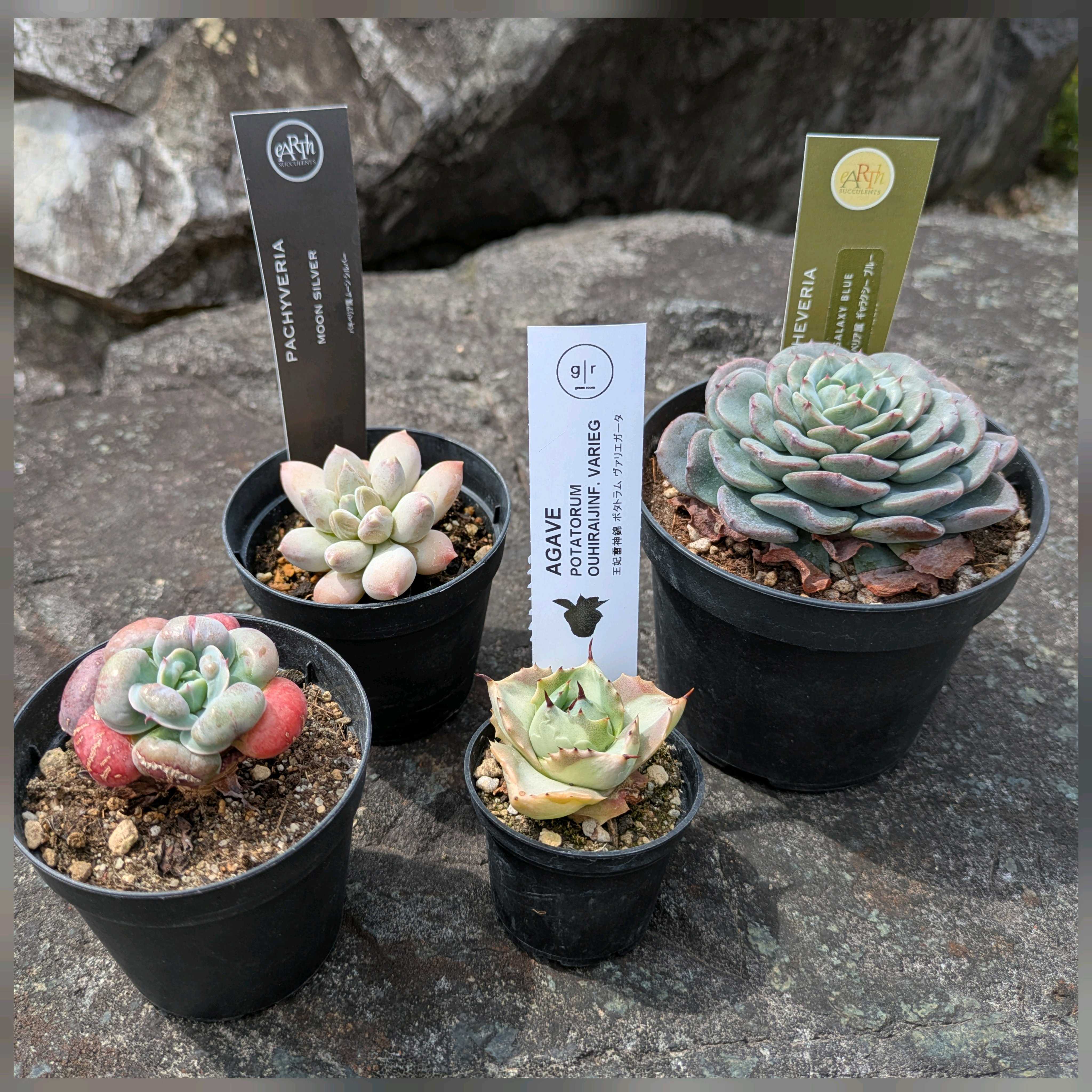 ギャラクシーブルー　抜き苗 ノア様専用】【多肉植物】ギャラクシーブルー 抜き苗の通販 by