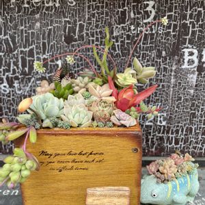 ドウダンツツジ,多肉寄せ植え,木箱,バラと夢CLUB,I love はちゅの画像