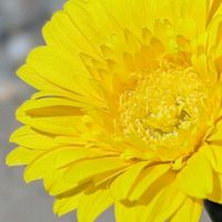 ガーベラ,お花,今日の花,黄色の花, ガーベラの画像