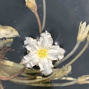 ヒメチドリ,ヒメチドリ,ハナガガブタ,ハナガガブタ,開花の画像