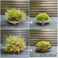 セキショウ,斑入りセキショウ,石菖,盆栽,草もの盆栽の画像