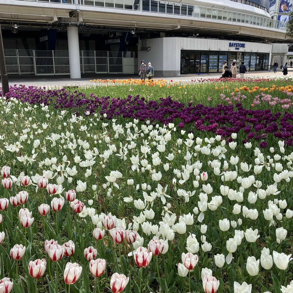 chayoさんの横浜公園への投稿