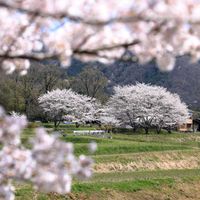 サクラ,ミラーレス一眼,そうだ京都、行こう,京都亀岡七谷川,スライドショー♪の画像