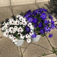 セネッティ　ロイヤルブルー,セネッティ,セネッティホワイトレッドアイの画像