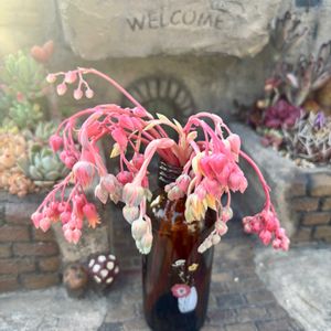 多肉植物,花芽,多肉大好き,多肉生活,多肉のある暮らしの画像