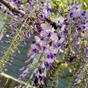 フジ,ふじ,藤（ふじ）,いい香り,つる性植物の画像
