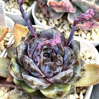 ナンバーワン,ナンバーワン(ベンケイソウ科/エケベリア属),多肉植物,エケベリア属,多肉大好きの画像