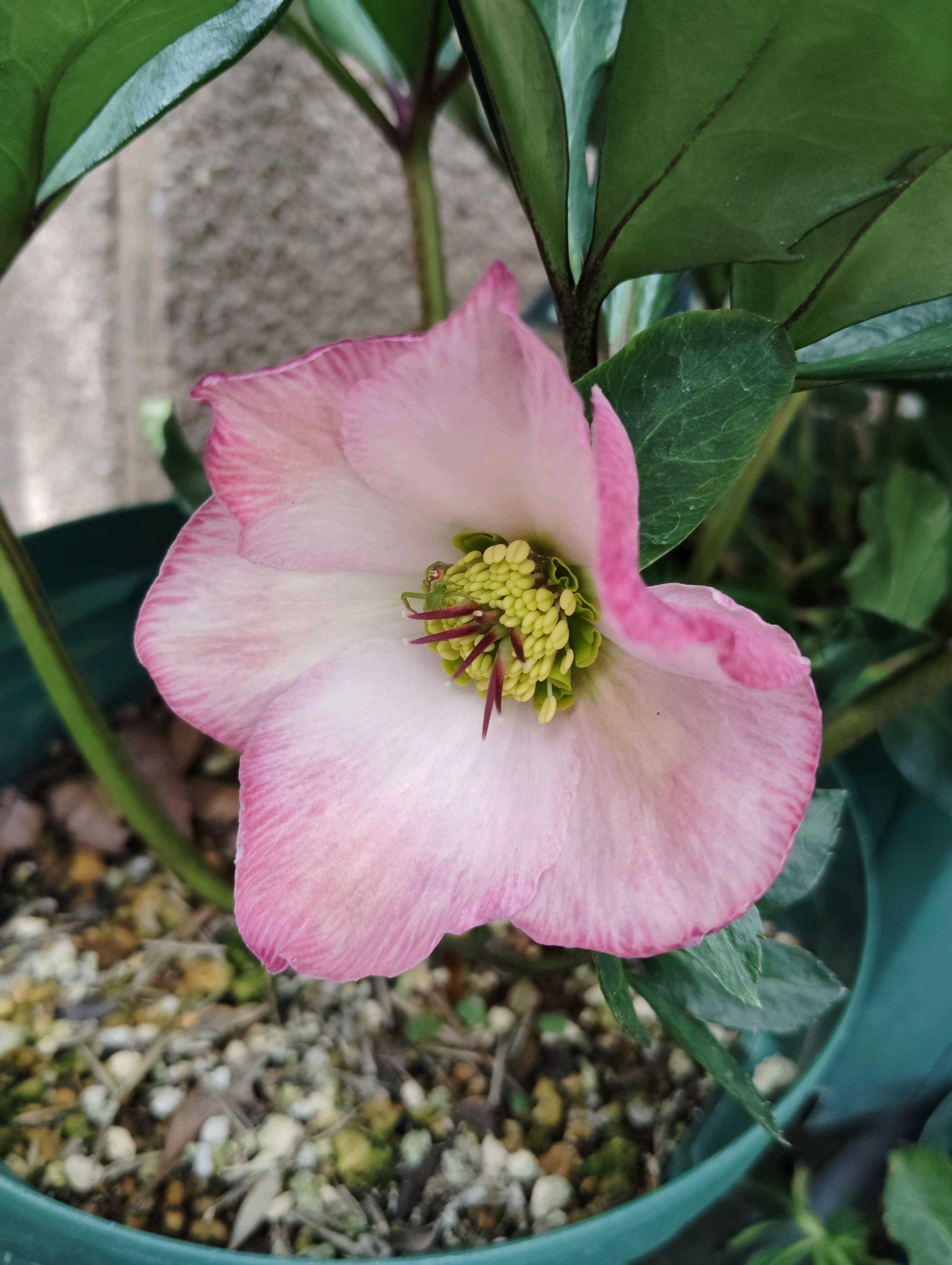 クリスマスローズ　クロリス　ウィンターヴィーナス　斑入り　株分け　No.2 クリスマスローズ クロリス ウィンターヴィーナス 斑入り 株分け