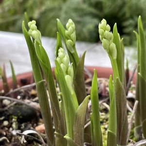 スズラン,鉢植え,花芽の画像