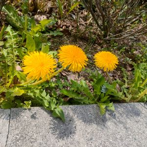 日当たり良好,春,のんびり～,道の駅西いなば気楽里,足湯ありの画像