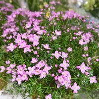 ボロニア,鮮やか ,ピンクの花,カラフルの画像