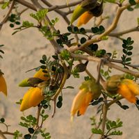 ソフォラ・ミクロフィラ,ソフォラ・ミクロフィラ,ソフォラリトルベイビー,ソフォラリトルベイビー,メルヘンの木の画像