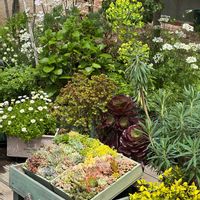 多肉植物,多肉寄せ植え,多肉大好き,4月,われら17年組の画像