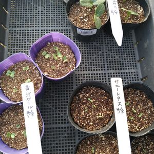 キュウリ,レタス, ケール,家庭菜園の画像