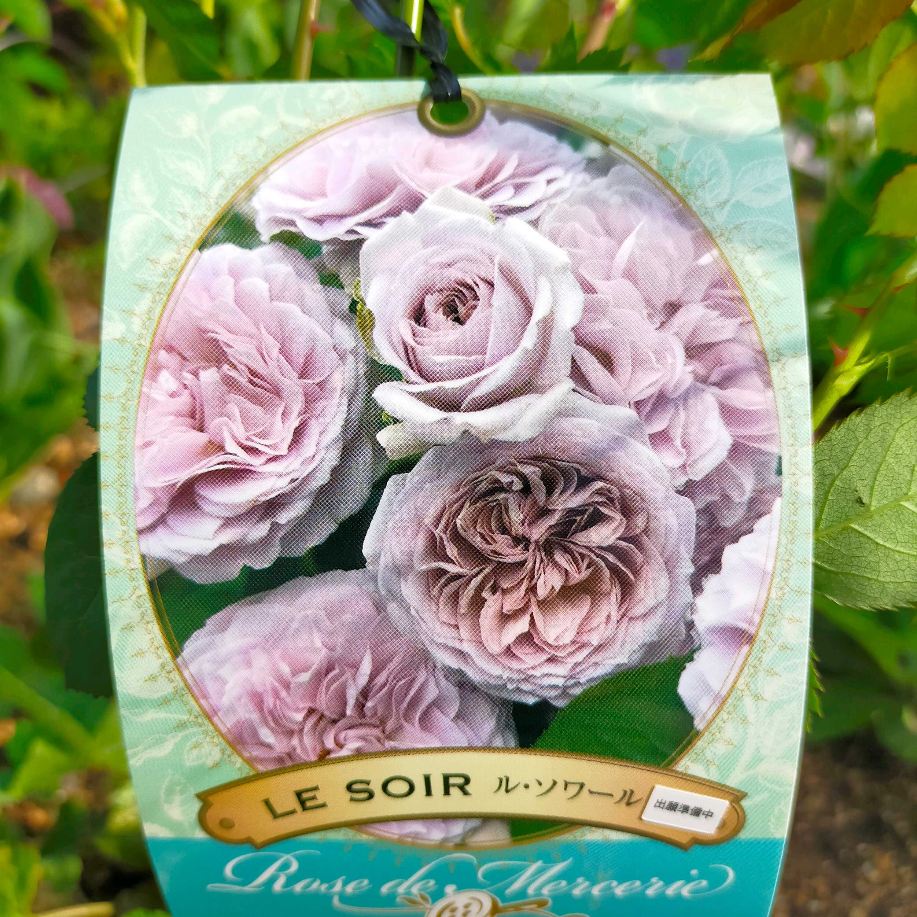 薔薇苗　入手困難　つる薔薇　❤️ラベンダー＊＊ ケ❤️ 見本 薔薇苗 入手困難 つる薔薇❤️ ラベンダー＊＊ケ 18 薔薇苗 入手困難