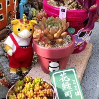 虹の玉,ピンクルルビー,トラディスカンティア,ブースカ,繋がりに感謝✨の画像