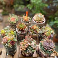 リメイク缶,ハンドメイド,エケベリア属,多肉大好き,寄植えの画像