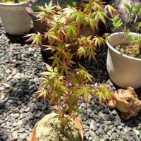 モミジ,苔玉,新芽,緑のある暮らし,苔 (コケ)の画像