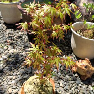 モミジ,苔玉,新芽,緑のある暮らし,苔 (コケ)の画像