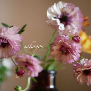 ラナンキュラス　ラックス,衝動買い,古道具,古道具×green,折れた花は切り花にの画像