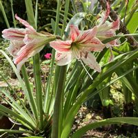 アマリリス,アマリリス,シロスジアマリリス,シロスジアマリリス,沖縄の画像