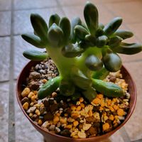 千代田の松,多肉植物,窓辺の画像