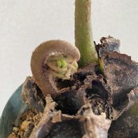 リュウビンタイ,ピント合ってない,たくましく育て,5月に植え替え予定,1月から株元だけ直射日光あてて修行の画像