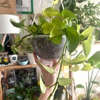 ポトス,ネガミエルエアー,観葉植物,初心者,ねこチップの画像