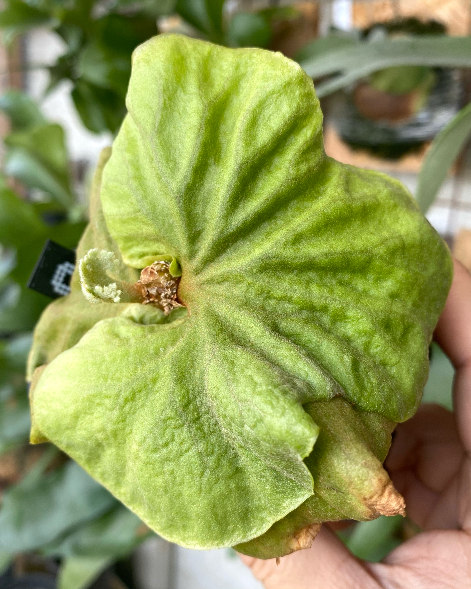 Platycerium Ridleyi Dwarf Silver 'Phosadet' (4 - ビカクシダ