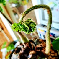 リュウビンタイ,お目覚め,リビング・ダイニングの画像