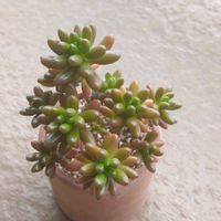 虹の玉,多肉植物,ベランダの画像