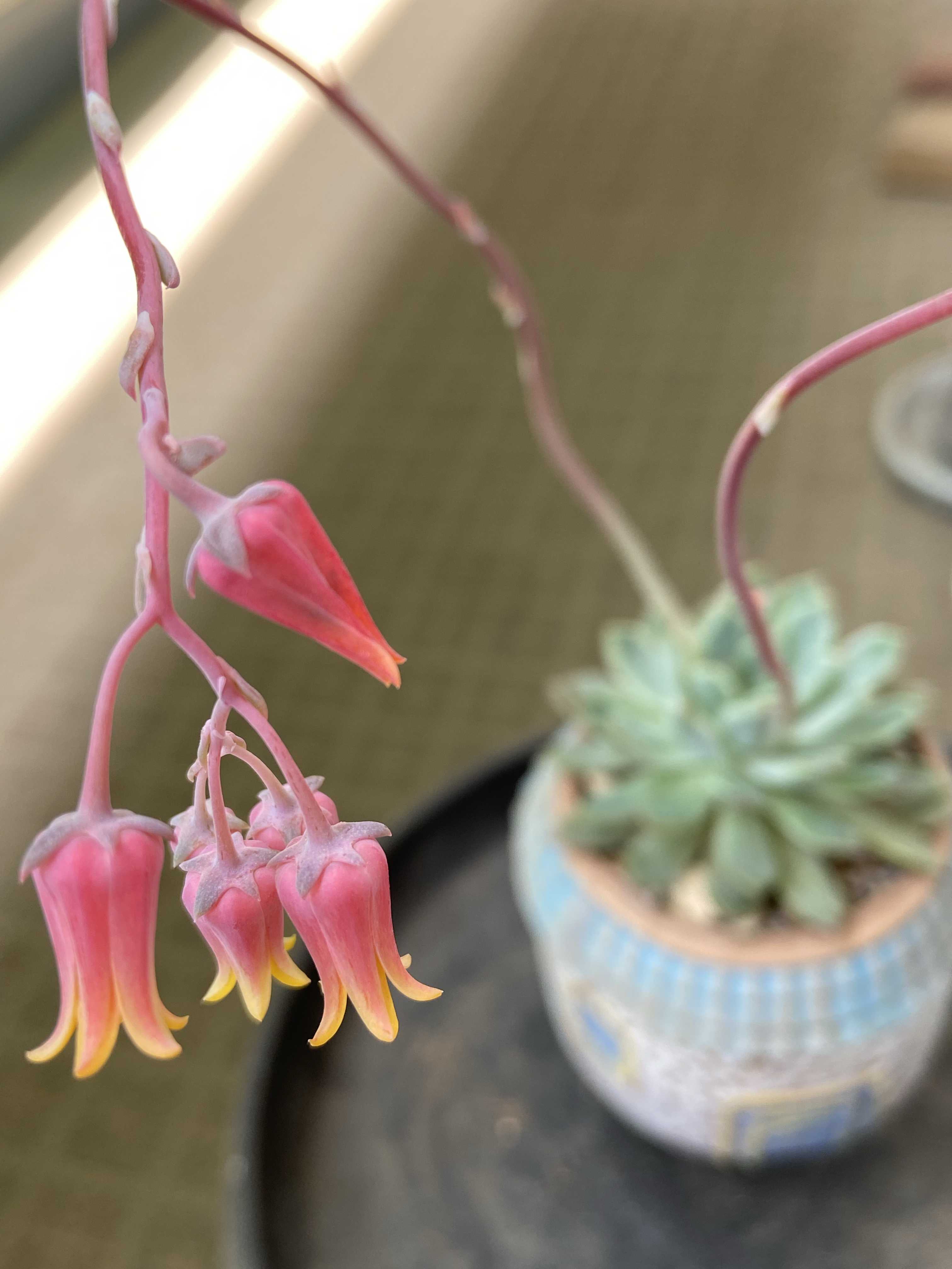 売却済み　　多肉植物 リエール苗　ブラックチップ 売却済み 多肉植物 リエール苗 ブラックチップ