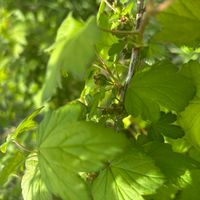 スグリ,サンザシ,名前を教えて,ヤブサンザシの画像