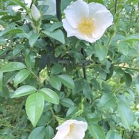 タイム,ナニワイバラ,ローズゼラニウム,レモンバーム,ローズマリー トスカナブルーの画像