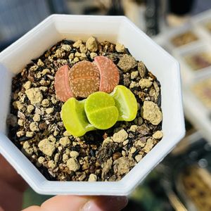 多肉植物,メセン,リトープス属,ぷりぷり多肉,ネコと植物の画像