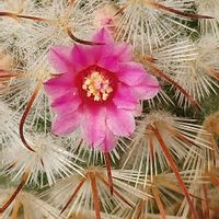 ボンビシナ,豊明丸,豊明丸,紫晃星,内裏玉の画像