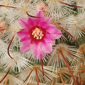 ボンビシナ,豊明丸,豊明丸,紫晃星,内裏玉の画像