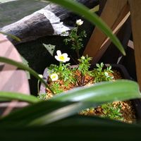 セツブンソウ,チングルマ,アスチルベ・カプチーノ,プルモナリア　ブルーエンサイン,アネモネ・フローレプレノの画像