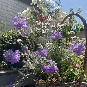 ローダンセマム エルフピンク,エレモフィラ・ニベア,寄せ植え,開花,紫の花の画像