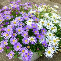 ブラキカム,ブラキカム 星空マム,ガーデニング,ハルのブラキカム,小さな庭の画像