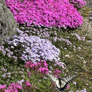 シバザクラ,シジミチョウ,アゲハ蝶,花が咲いた,今日のお花の画像
