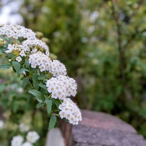 咲いた！,今日の一枚,花のある暮らし,記録用,見ててあきないの画像