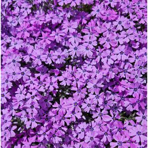サクラ,シバザクラ,さくら サクラ 桜,シバザクラ　パープルビューティー,満開の画像