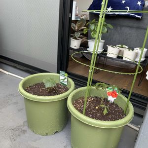 キュウリ,トマト,家庭菜園,ベランダの画像